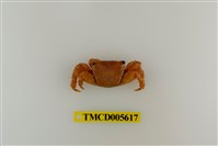 藏品(萬歲大眼蟹)的圖片